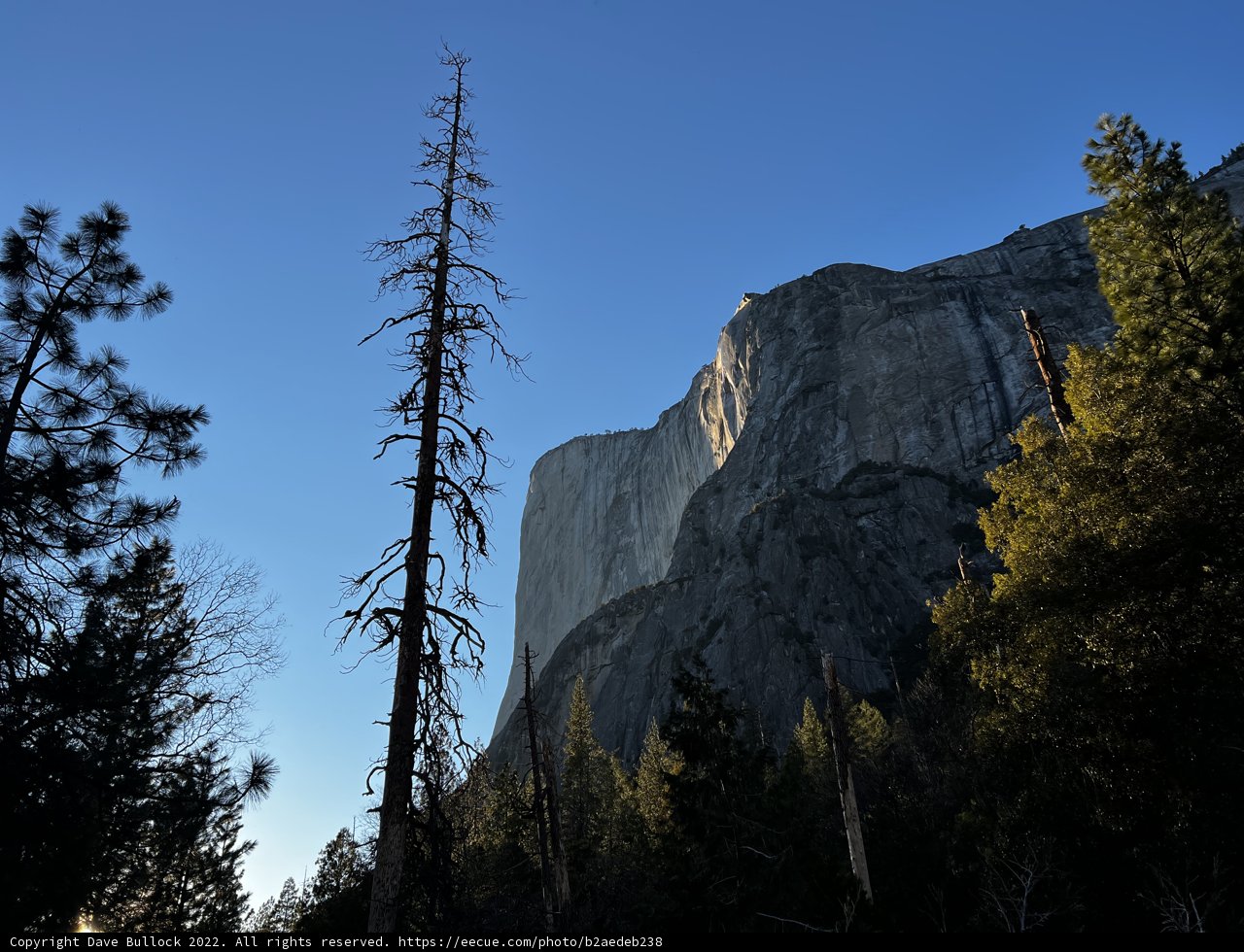 Half Dome's Majestic View from a Tree