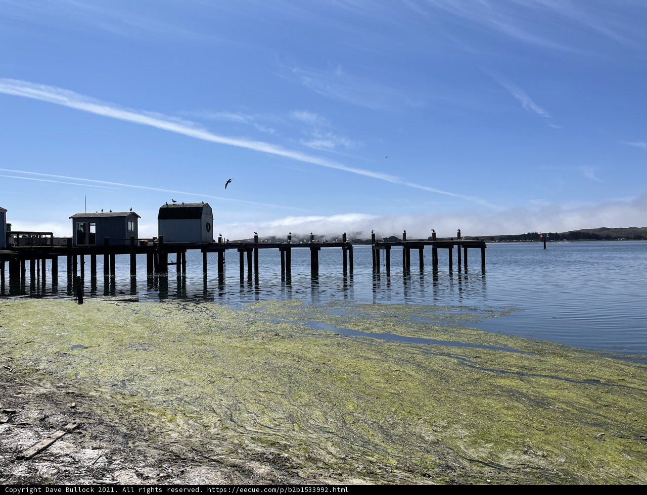 Serene Scene at Bodega Bay Pier