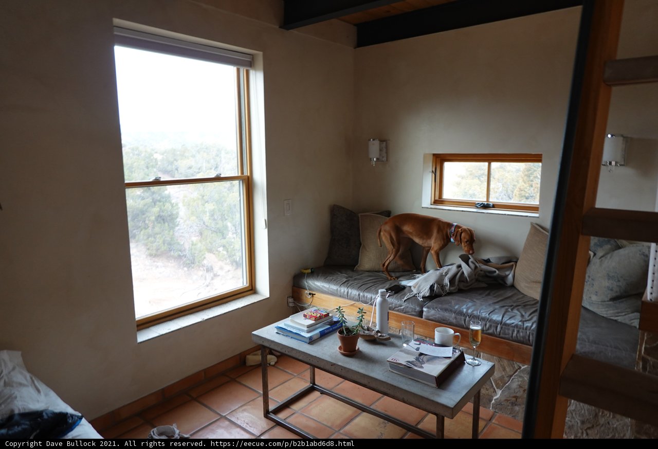 Furry Companion on a Cozy Bed