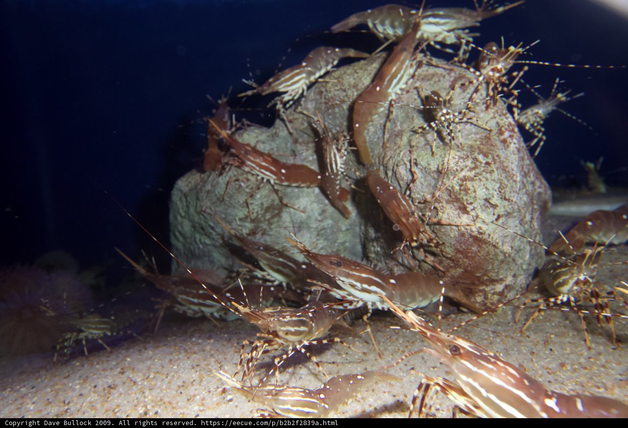 Shrimp Gathering on the Rock