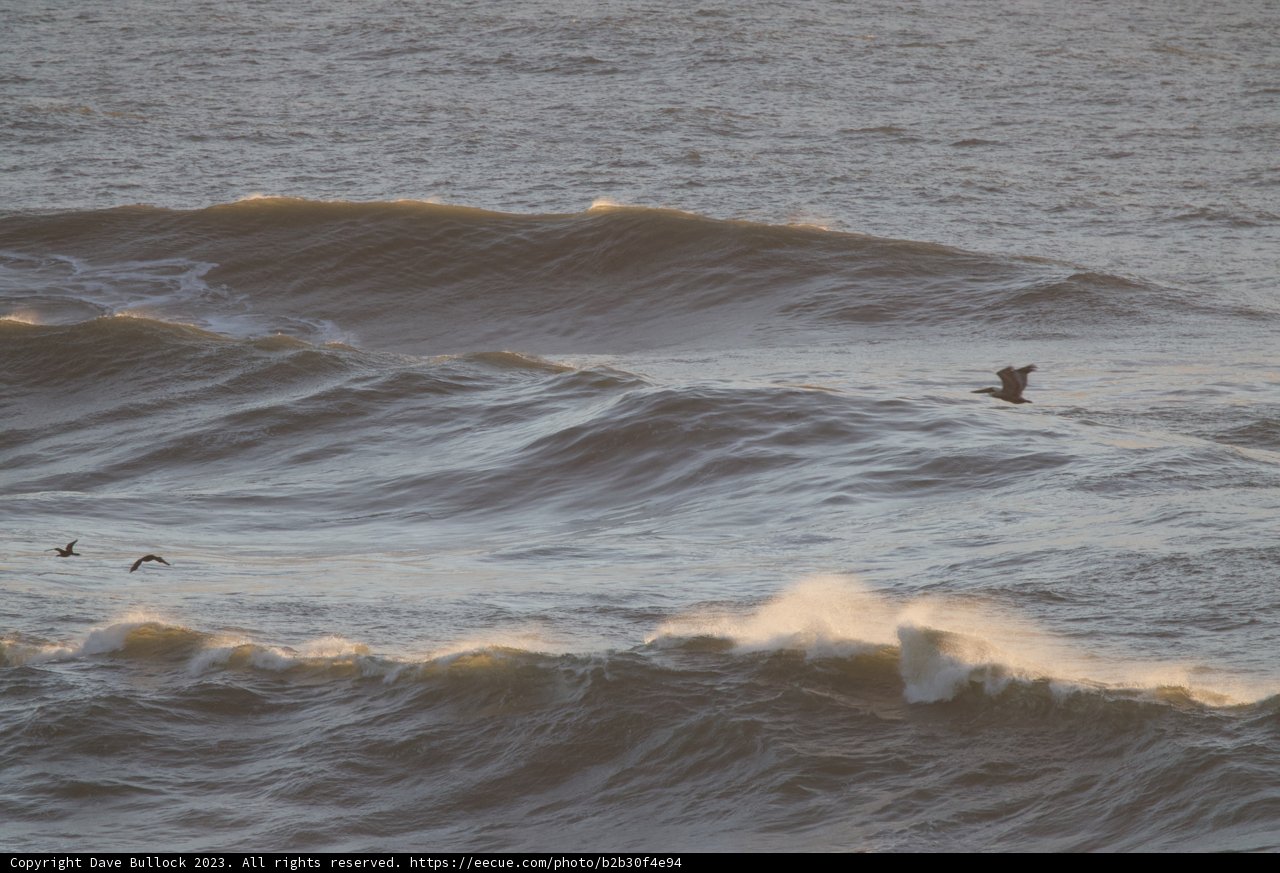 Swooping Over the Swells: A Maverick Moment in Pacifica