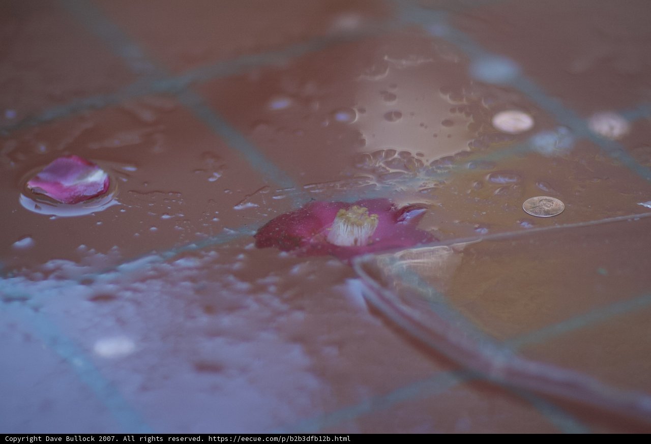 Dew-dropped Petal