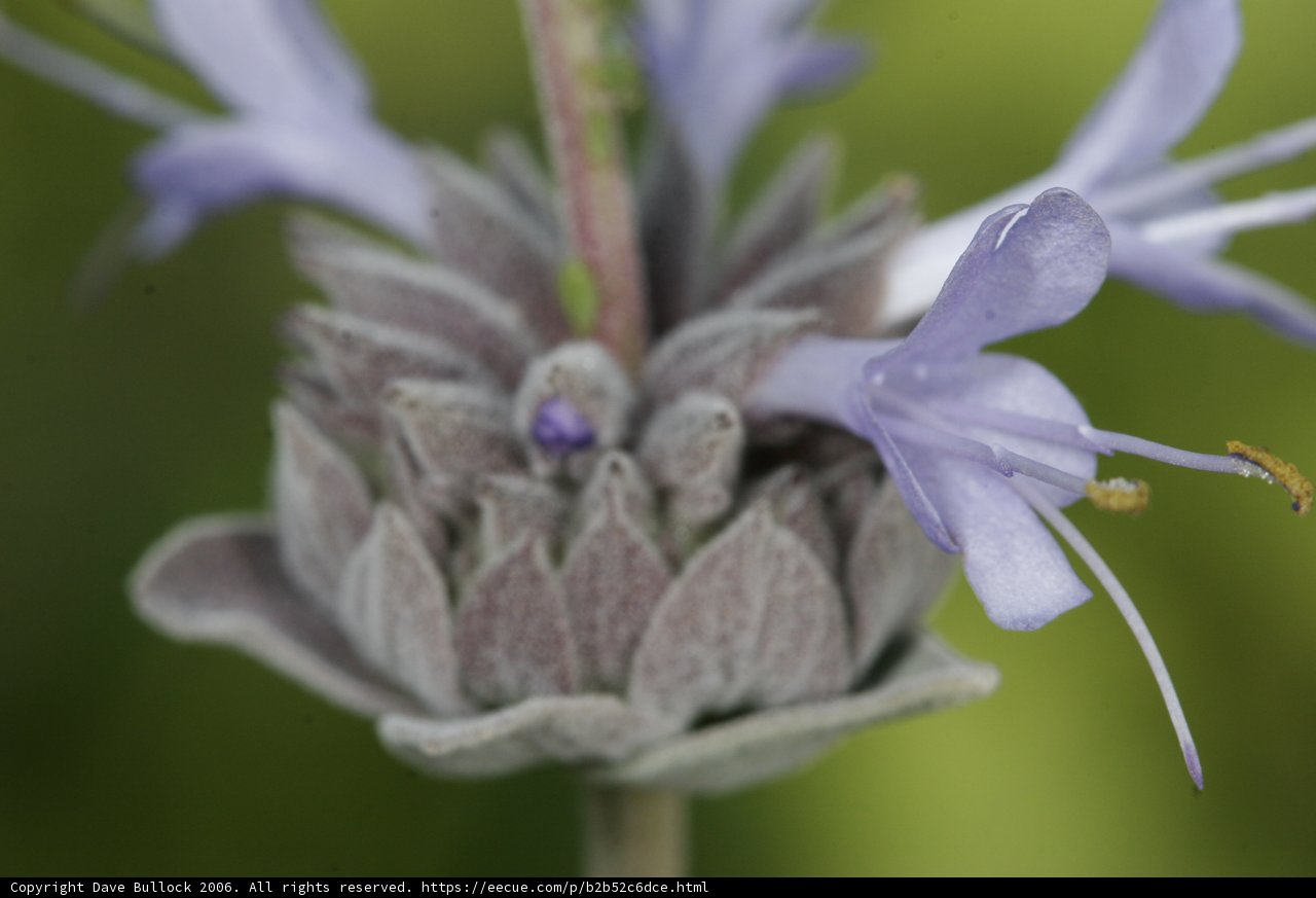 Purple Geranium in Bloom