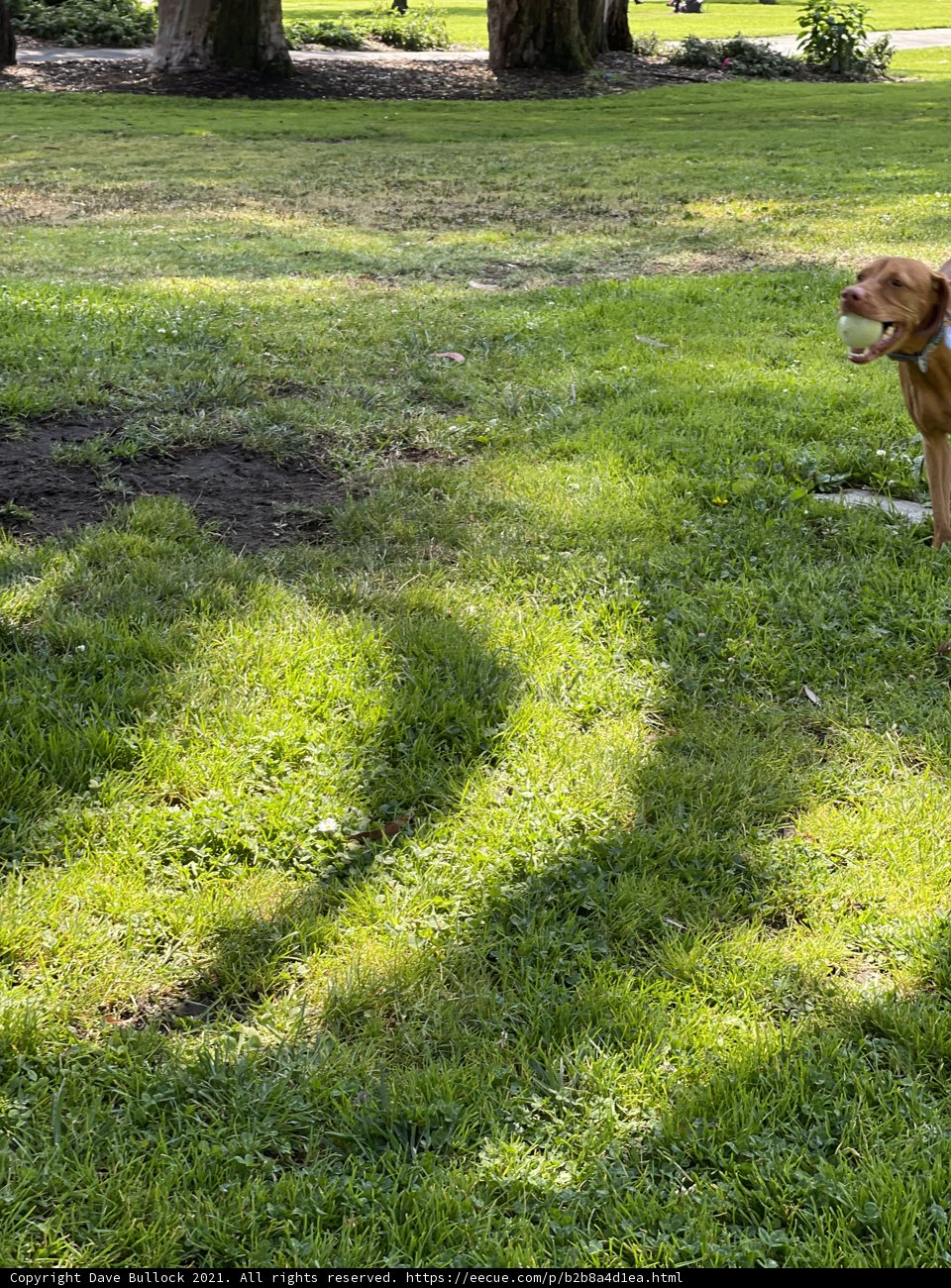 Frisbee Fun in Jefferson Square