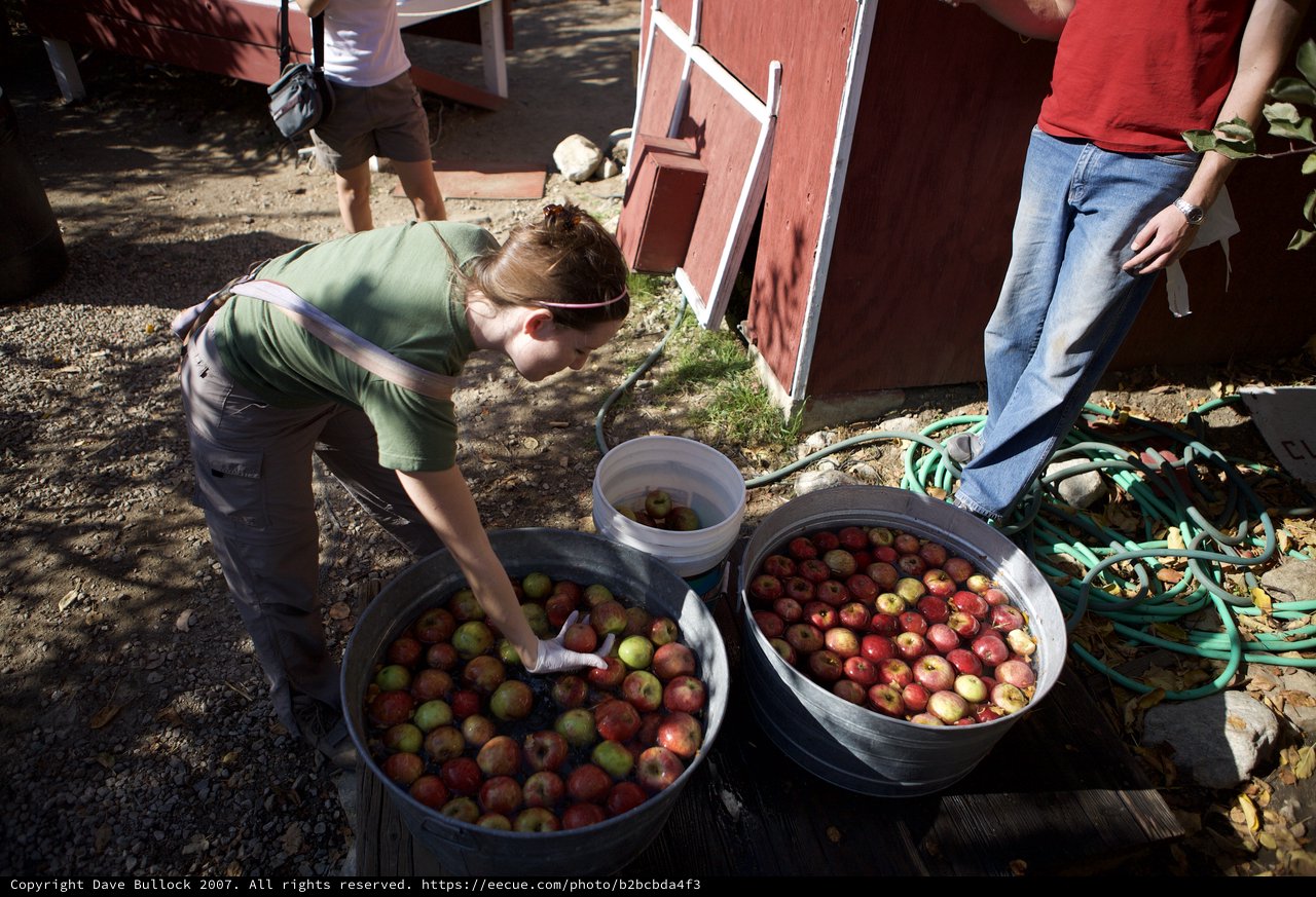 Apple Harvest Washing at the Farm Stand