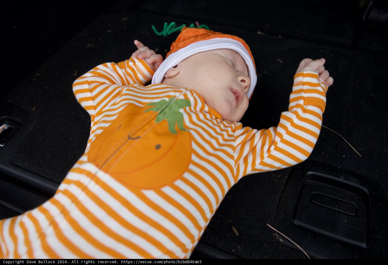 Tiny Pumpkin Dreams