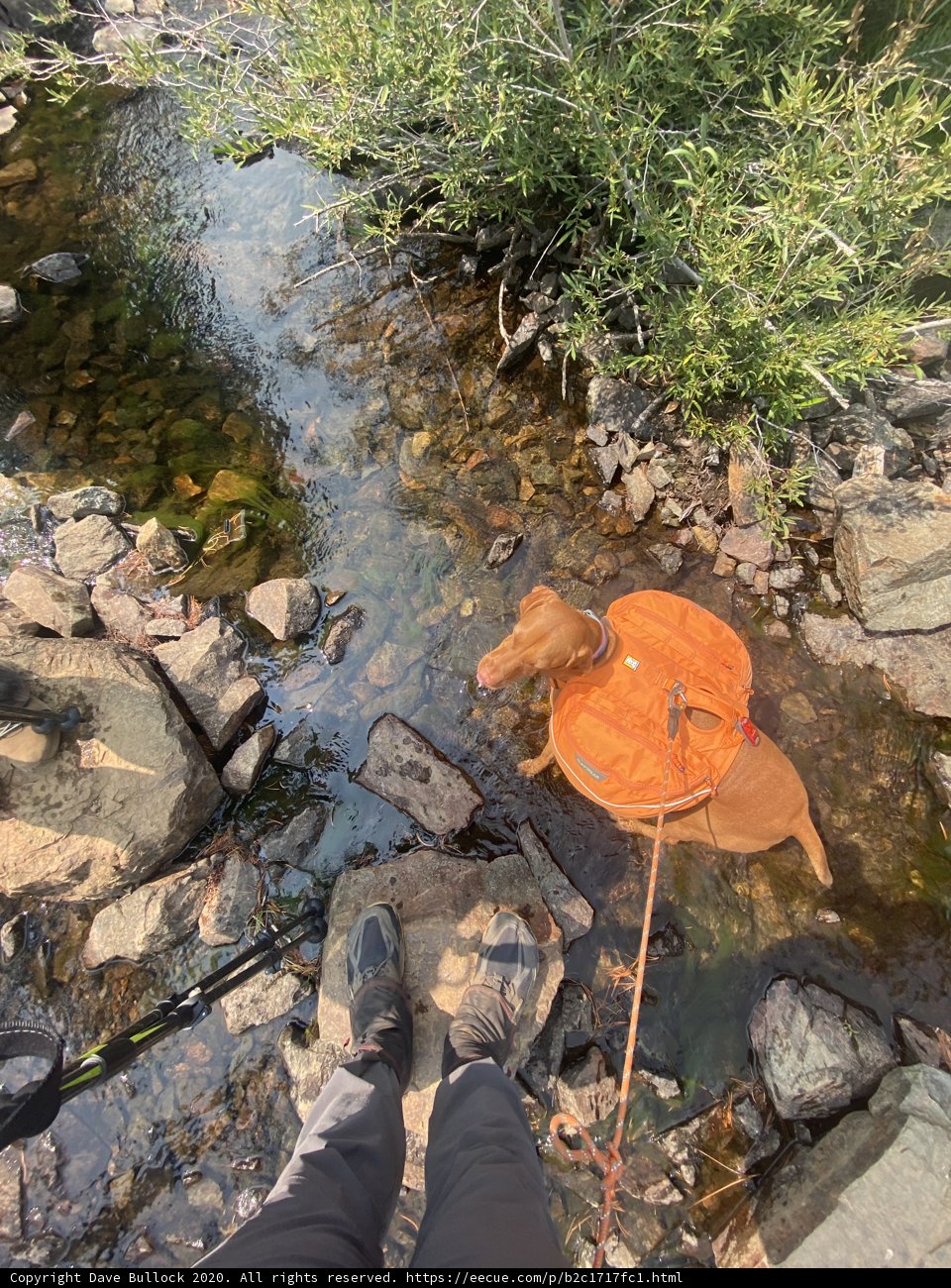 Dog in Orange Life Jacket Standing in Stream