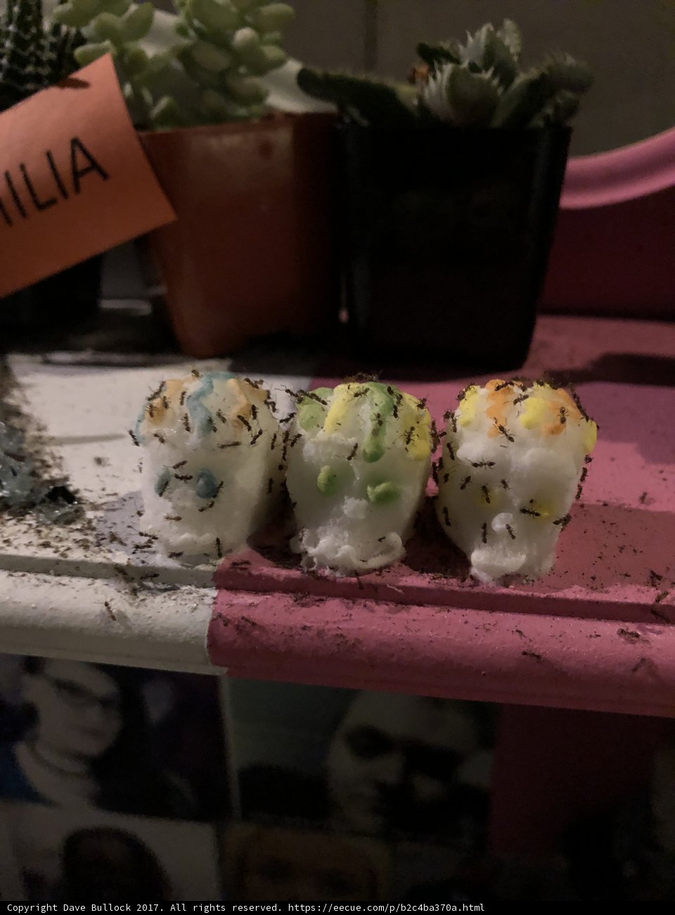 Savoring Sushi Surrounded by Serene Greenery