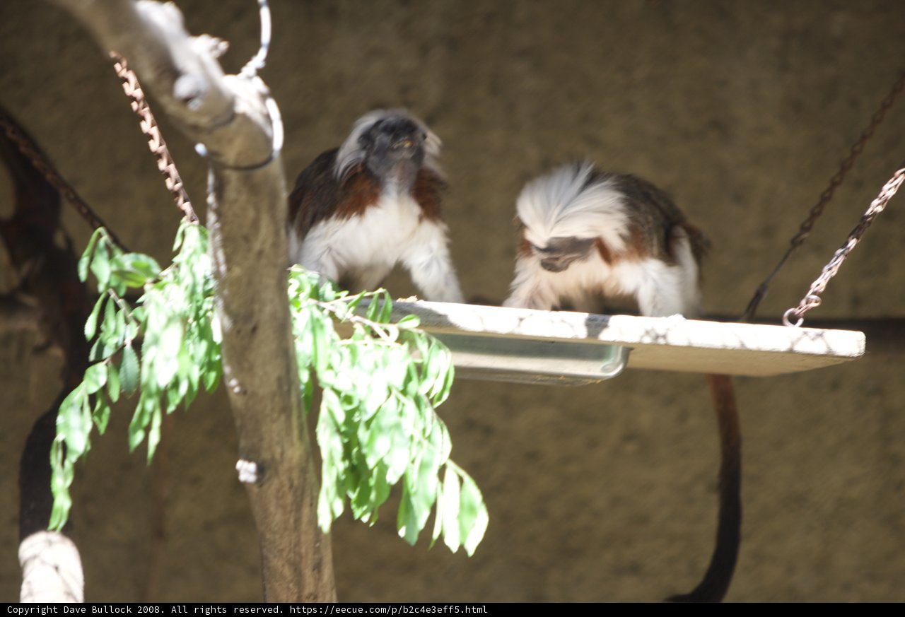 Monkey business at the zoo