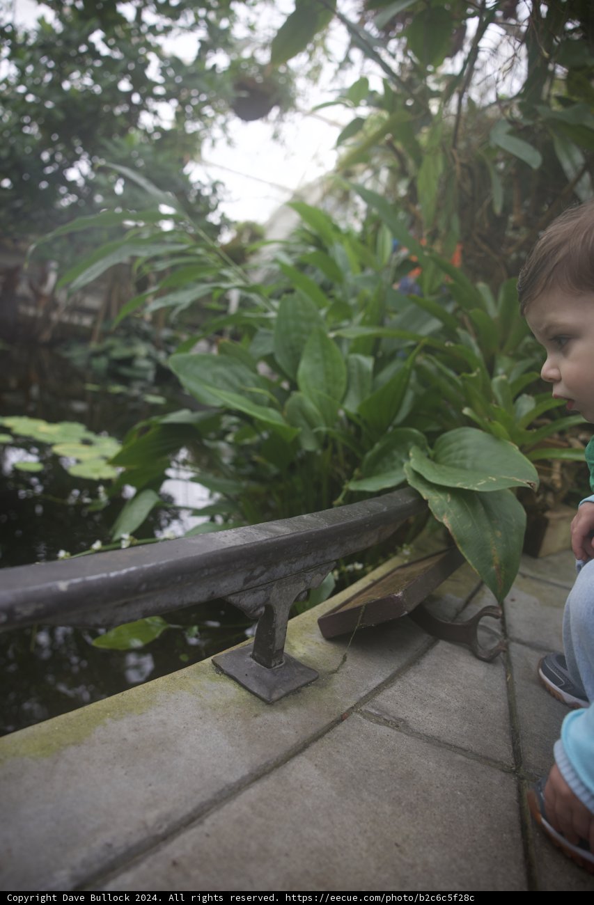 A Solace Amongst the Foliage
