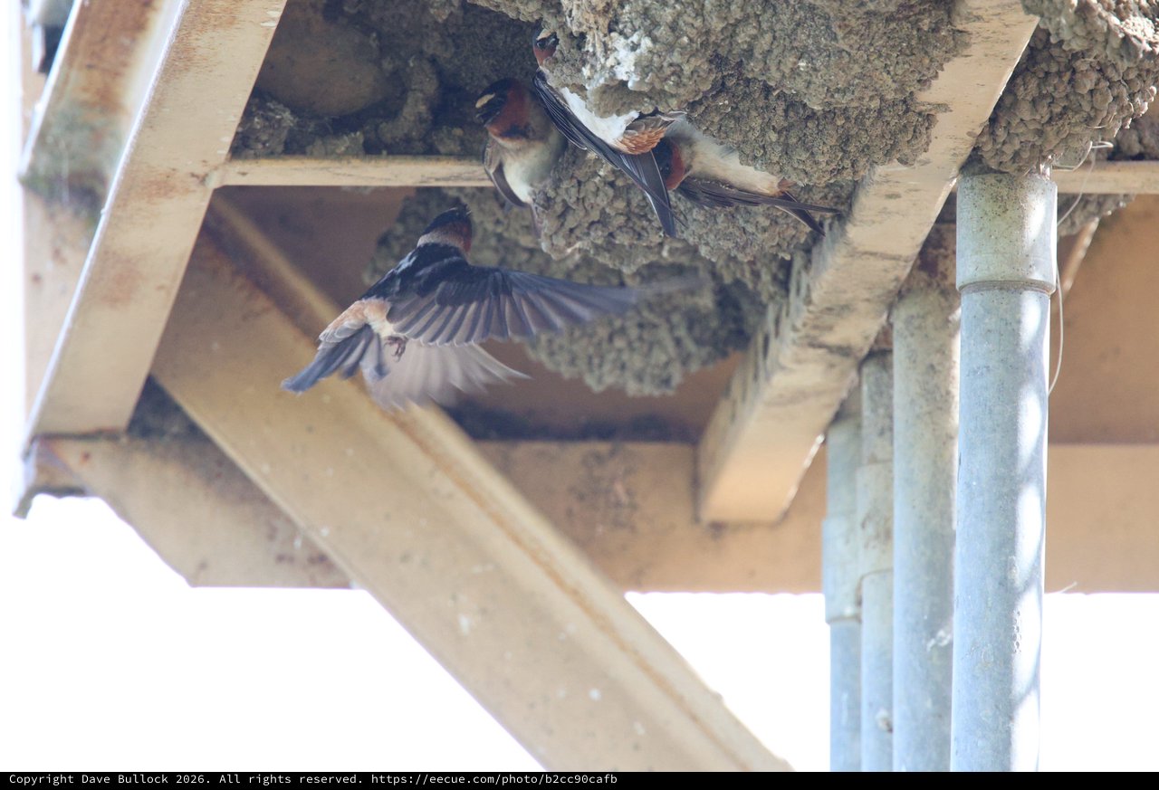 Cliff Swallows Building Mud Nests Under Eaves