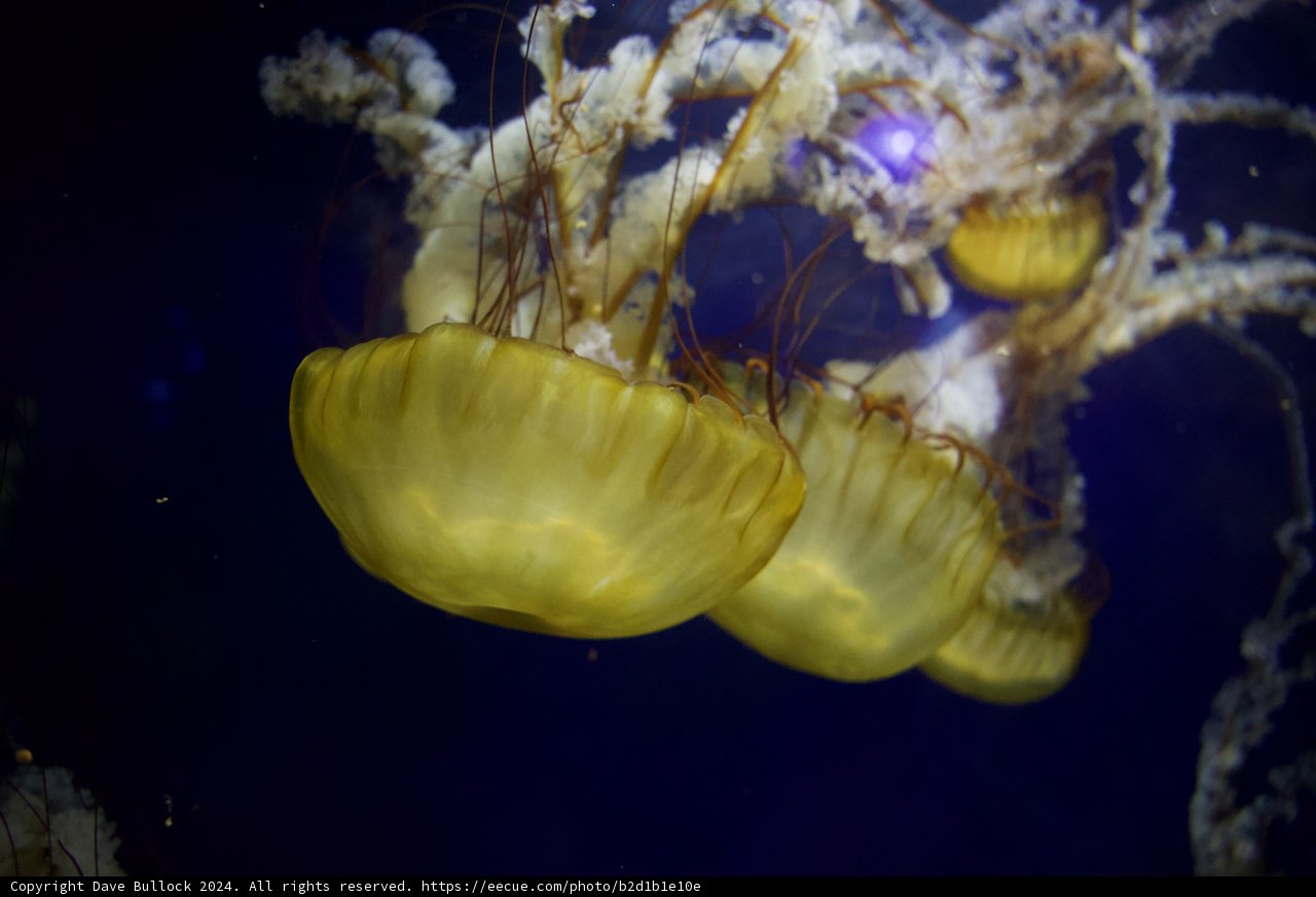 Mystical Encounter at the Bay Aquarium