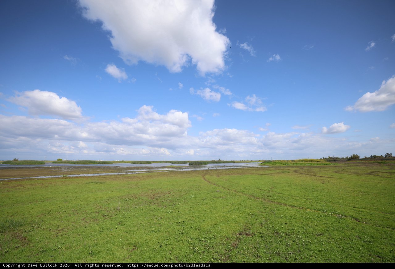 Wetland Grasslands Under Expansive Blue Sky