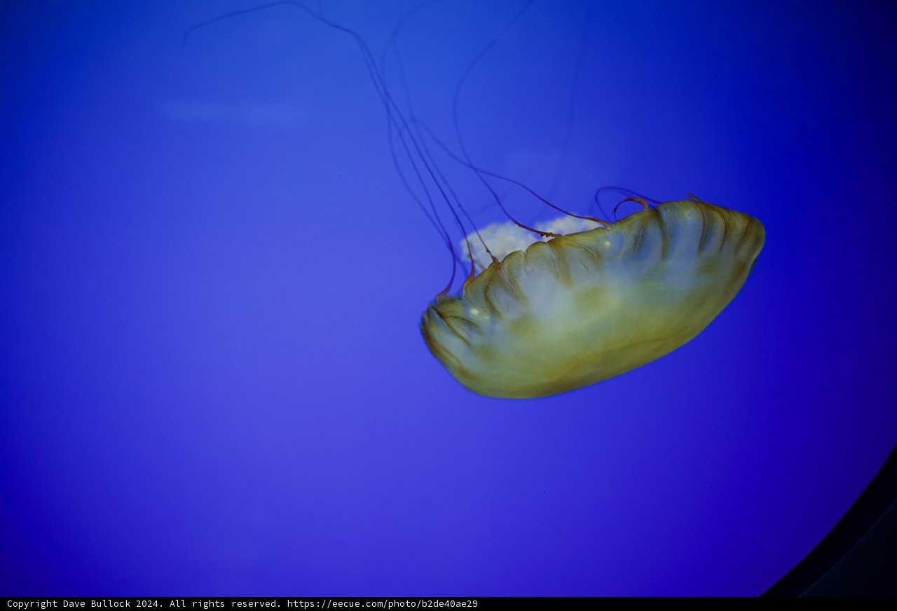 Ethereal Emissary of the Blue Depths