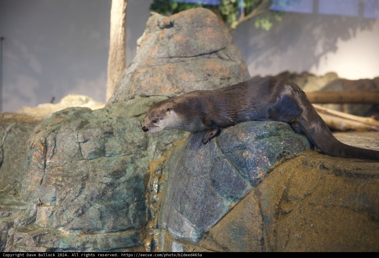 Charming Otter at the Aquarium of the Bay, 2024