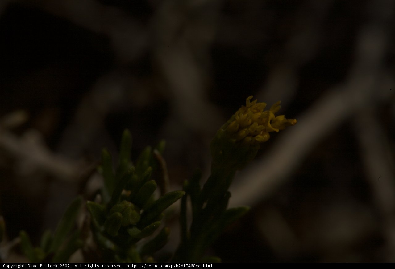 Illuminated Bloom