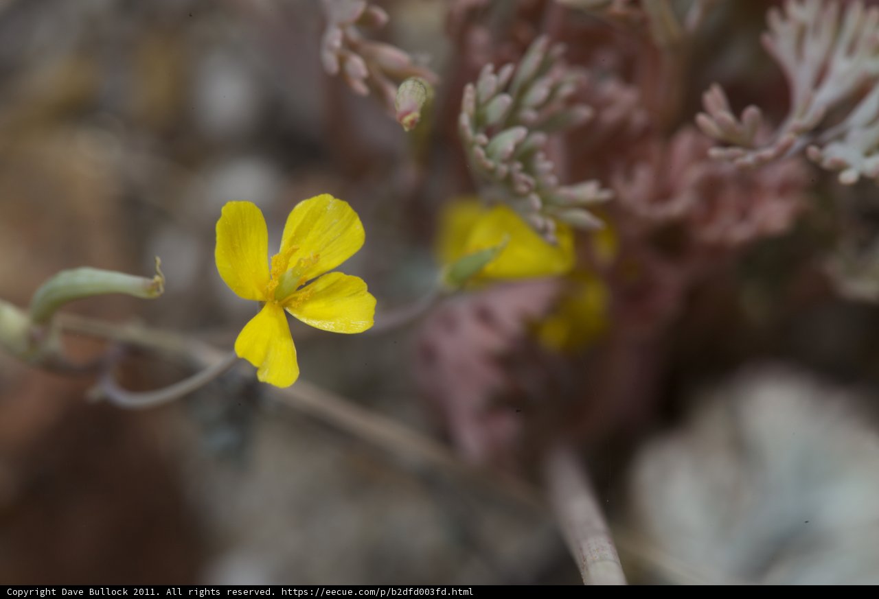 Lone Geranium in the Rocks