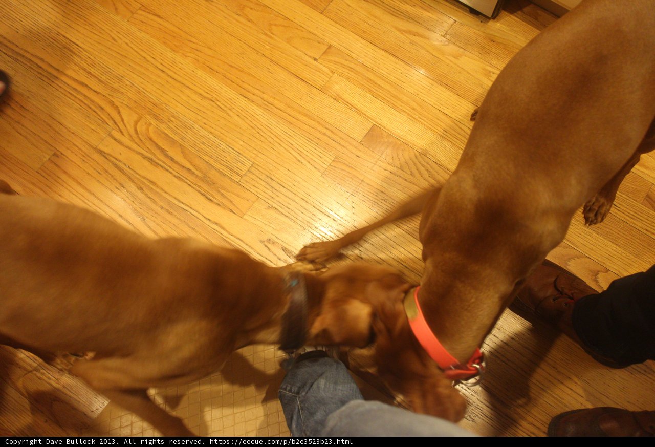 Hounds on Hardwood