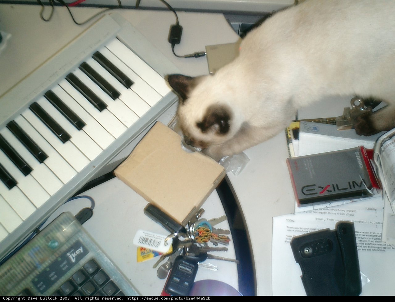 The Piano Cat