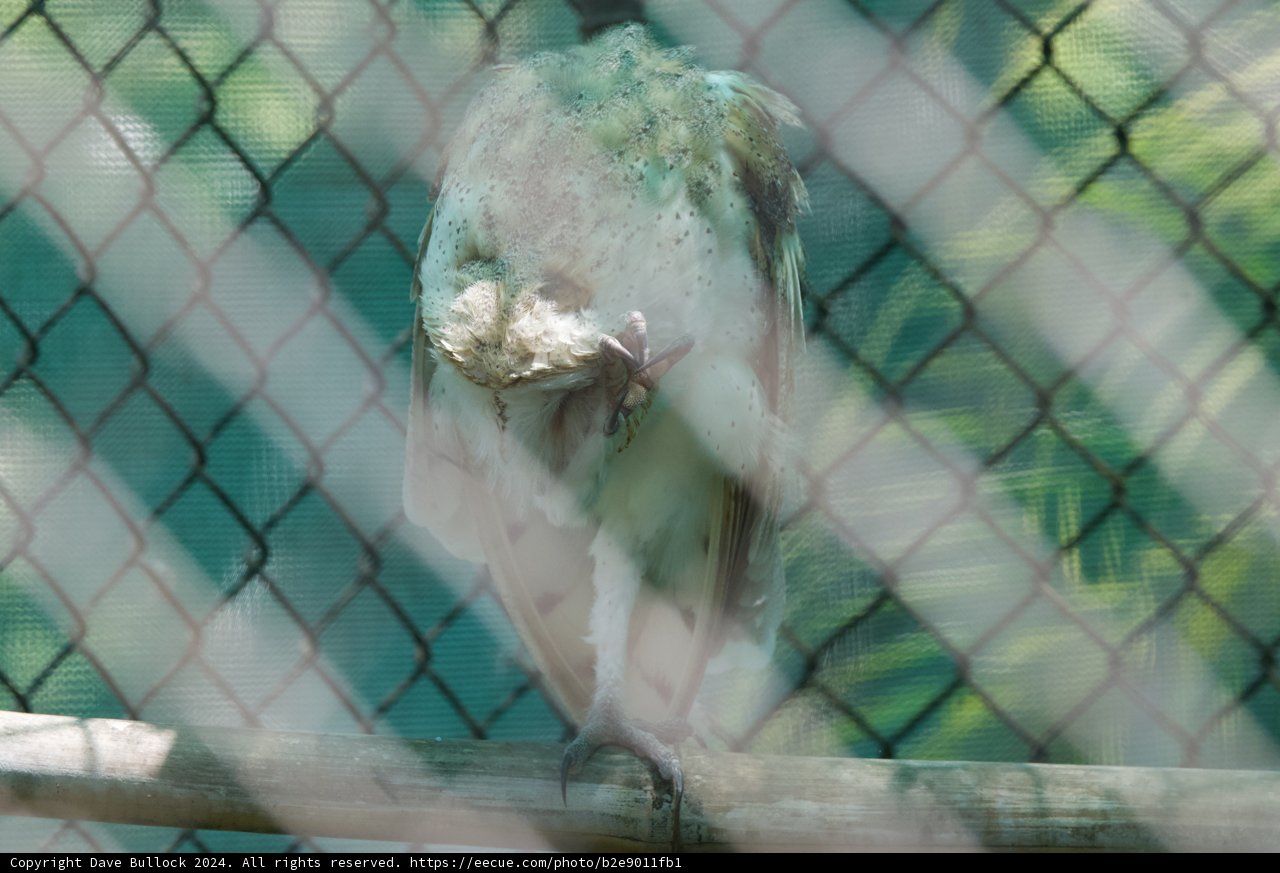 Glimpse of Solitude: The Captive Vulture