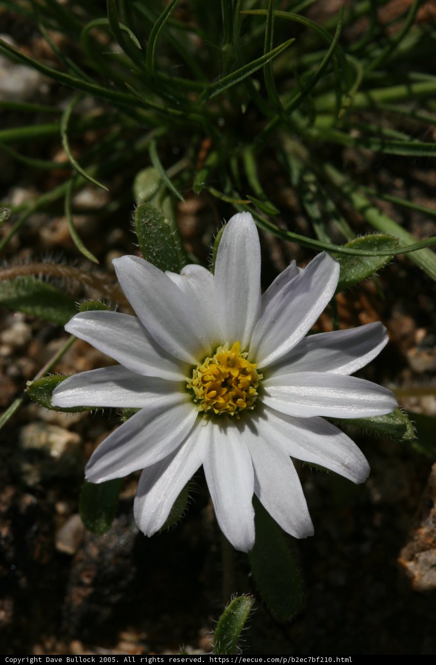 Tranquil Daisy