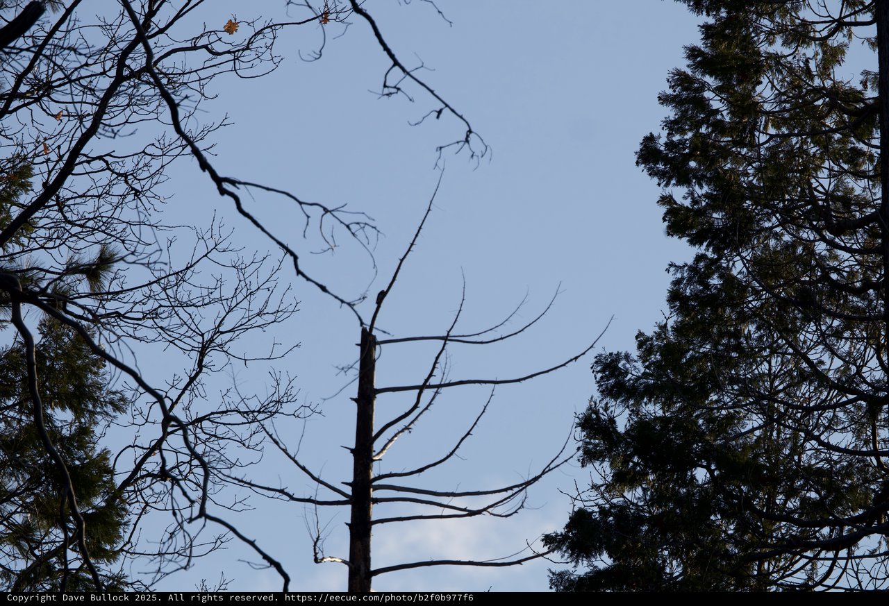 Bare Winter Branches Against Twilight Sky in Yosemite