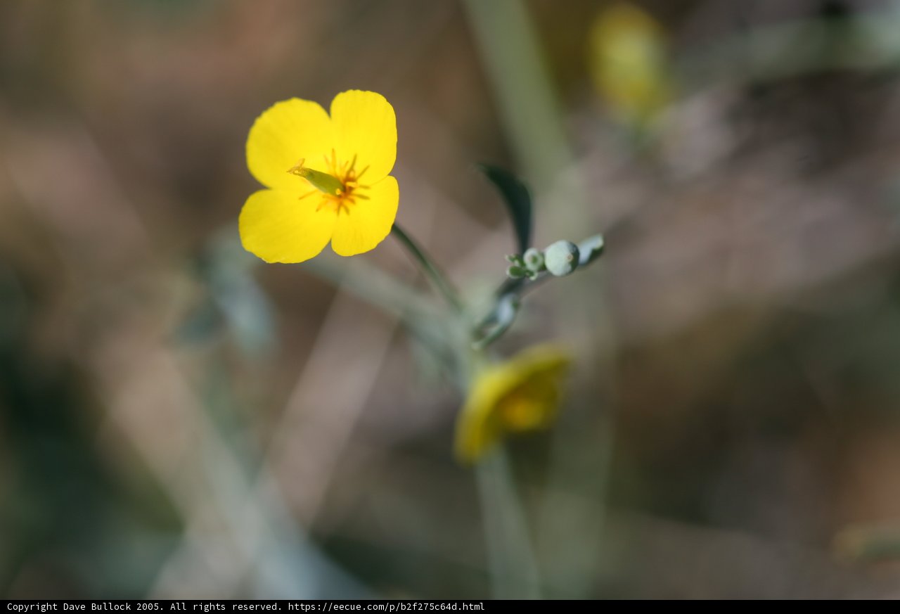 Solitary Yellow Flower