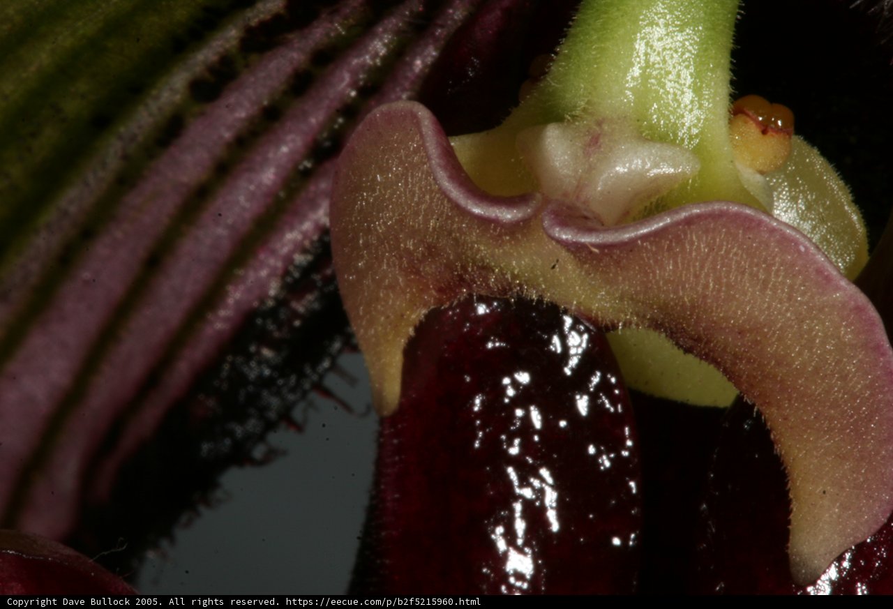 Orchid's Exquisite Beauty