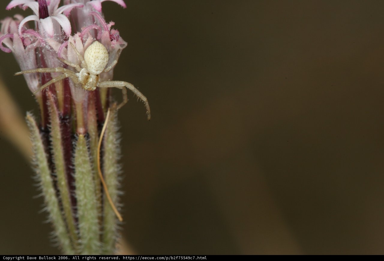 Garden Spider on a Flower