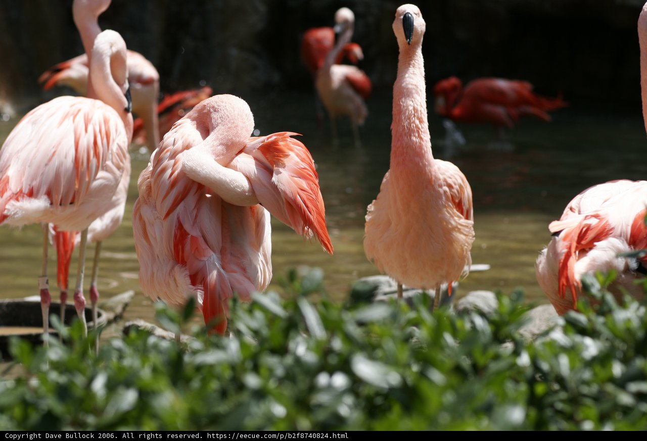 Flocking Together