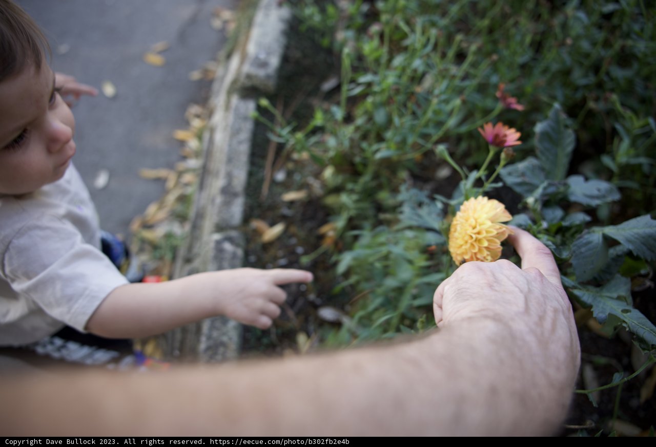 Innocence in Touch: Wesley and the Marigold