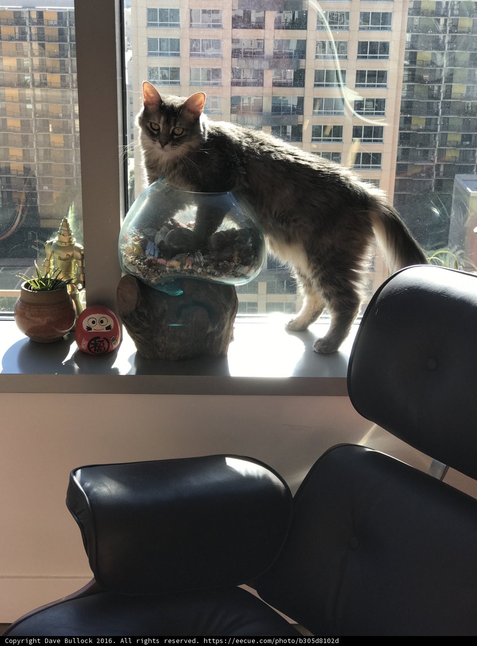 Feline Perch