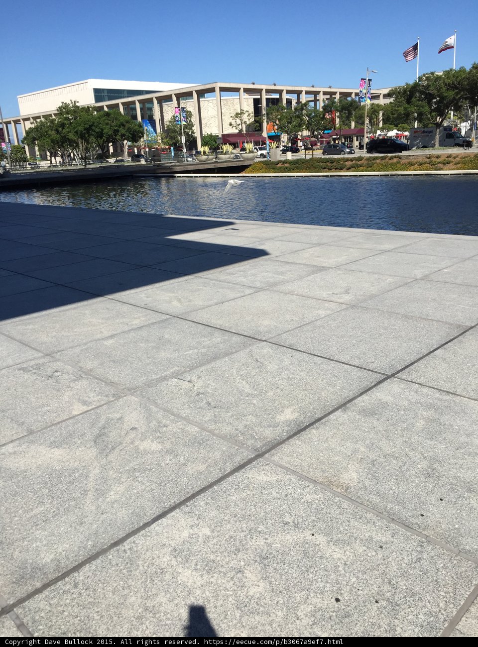 Pool View with Bird