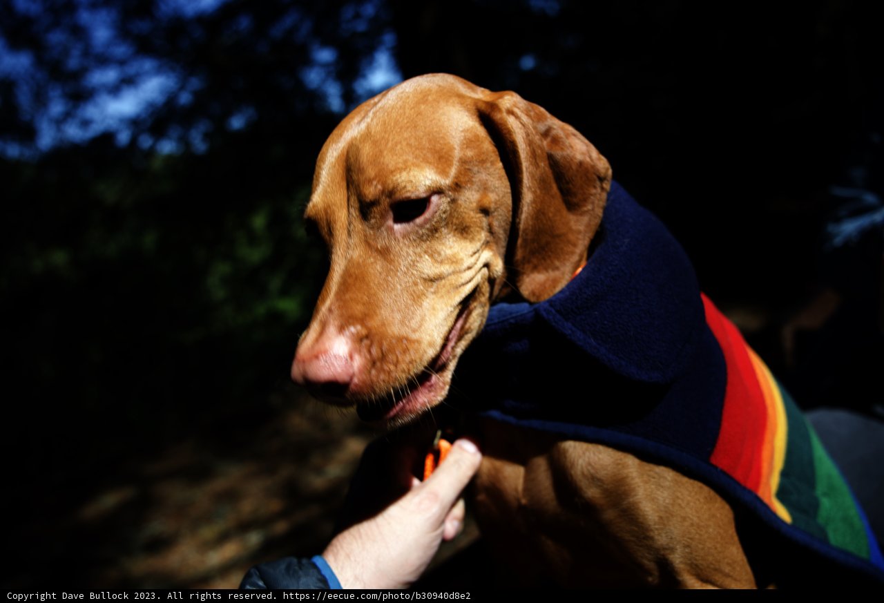 Cozy Canine Companion in Napa