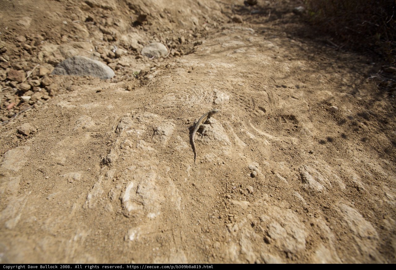 A Lizard in its Natural Habitat