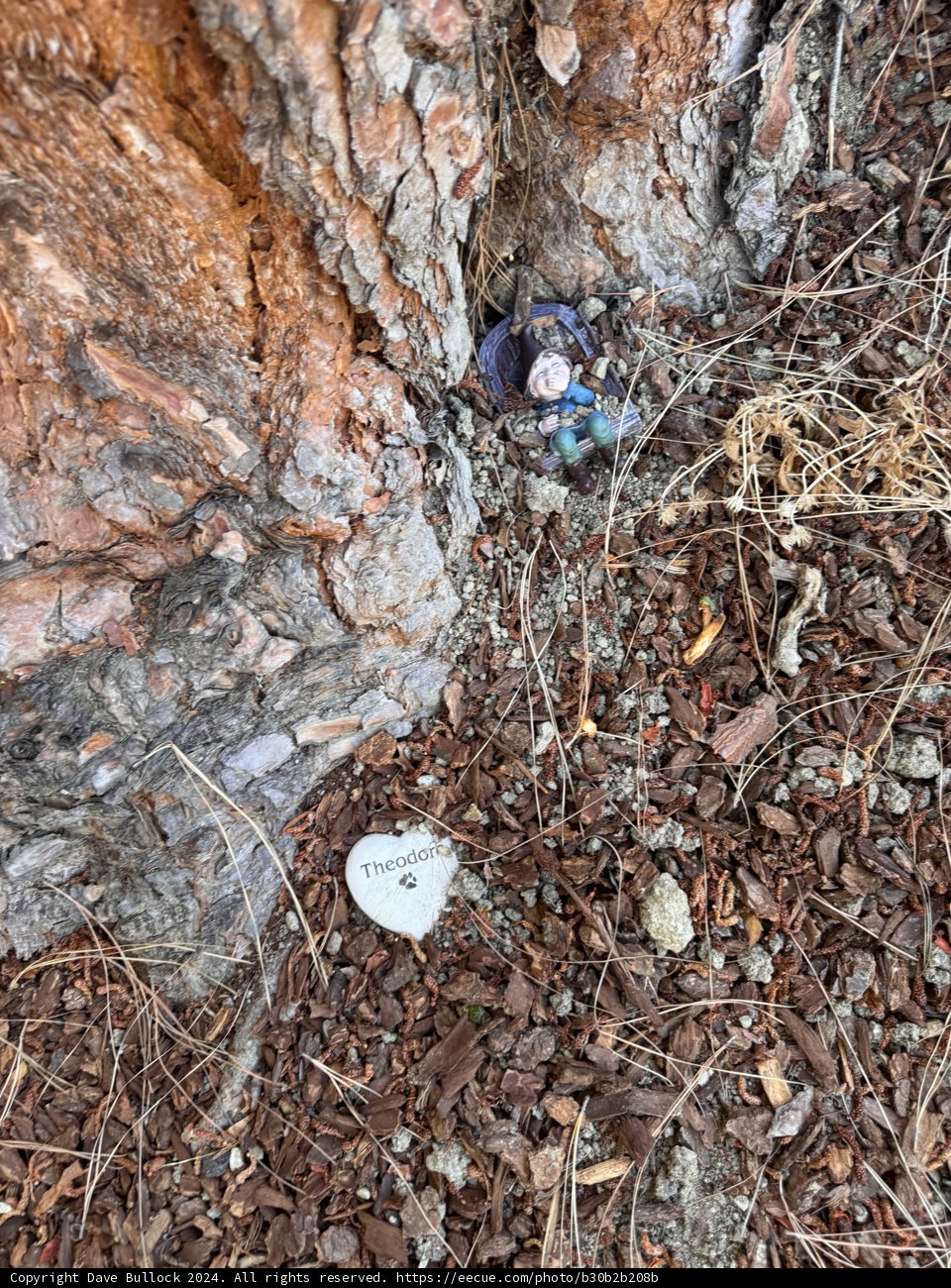 Resting Place Beneath the Oak