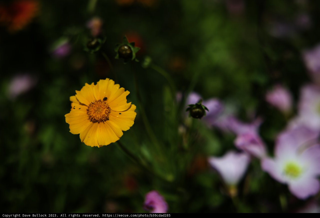 Vibrant Marigold Amongst Blooms