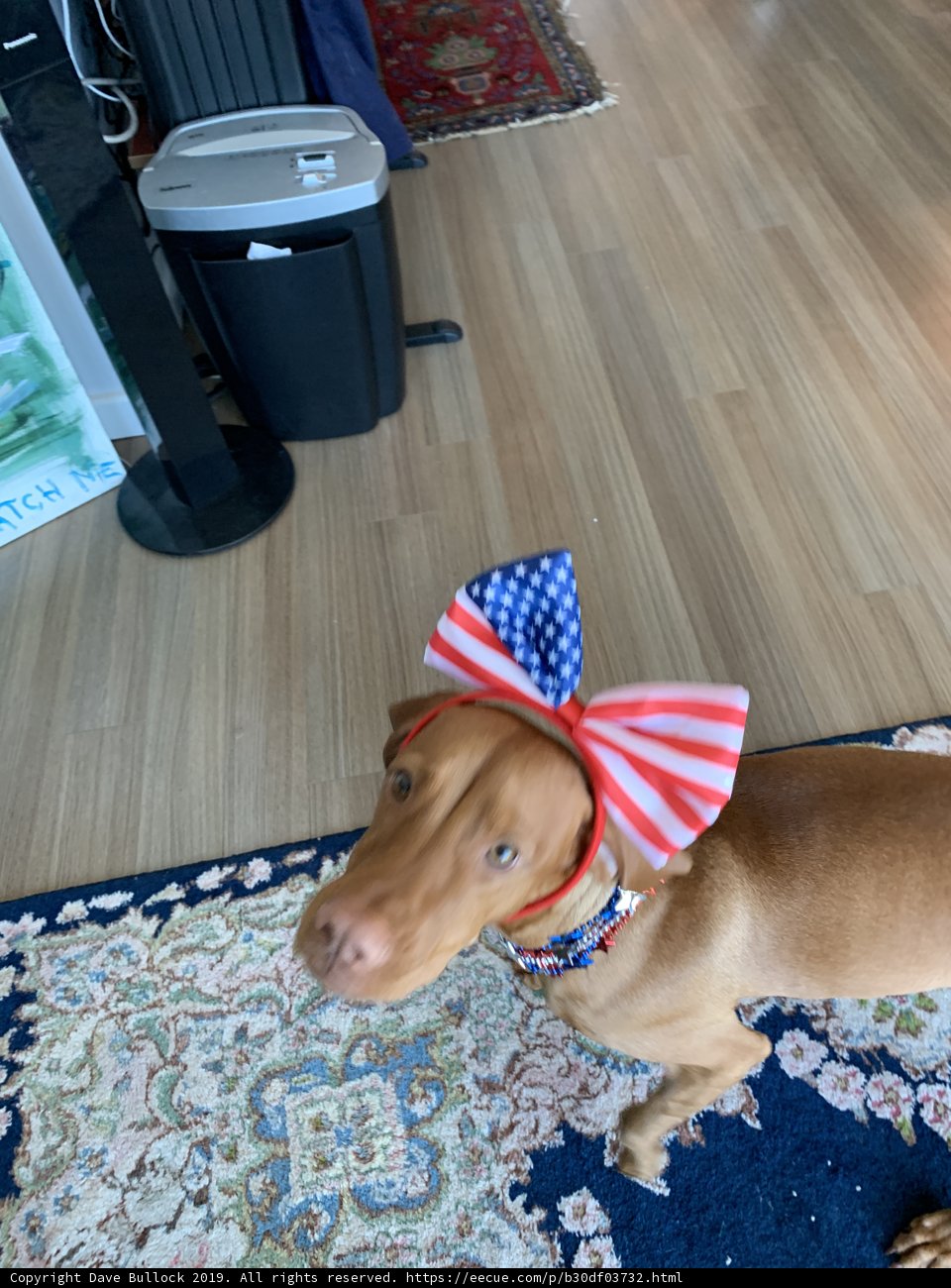 Patriotic Pup