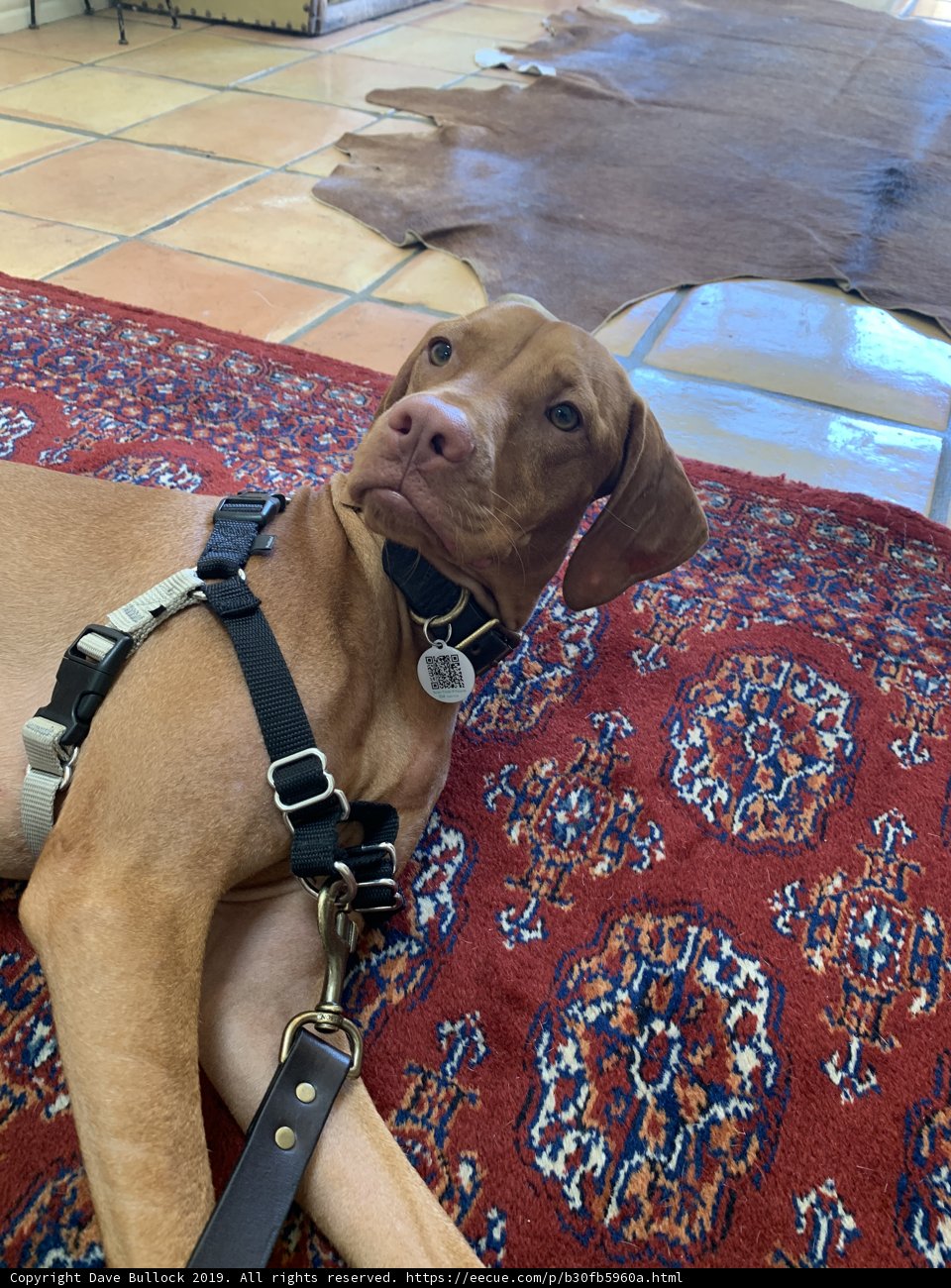Cozy Canine in Ventura