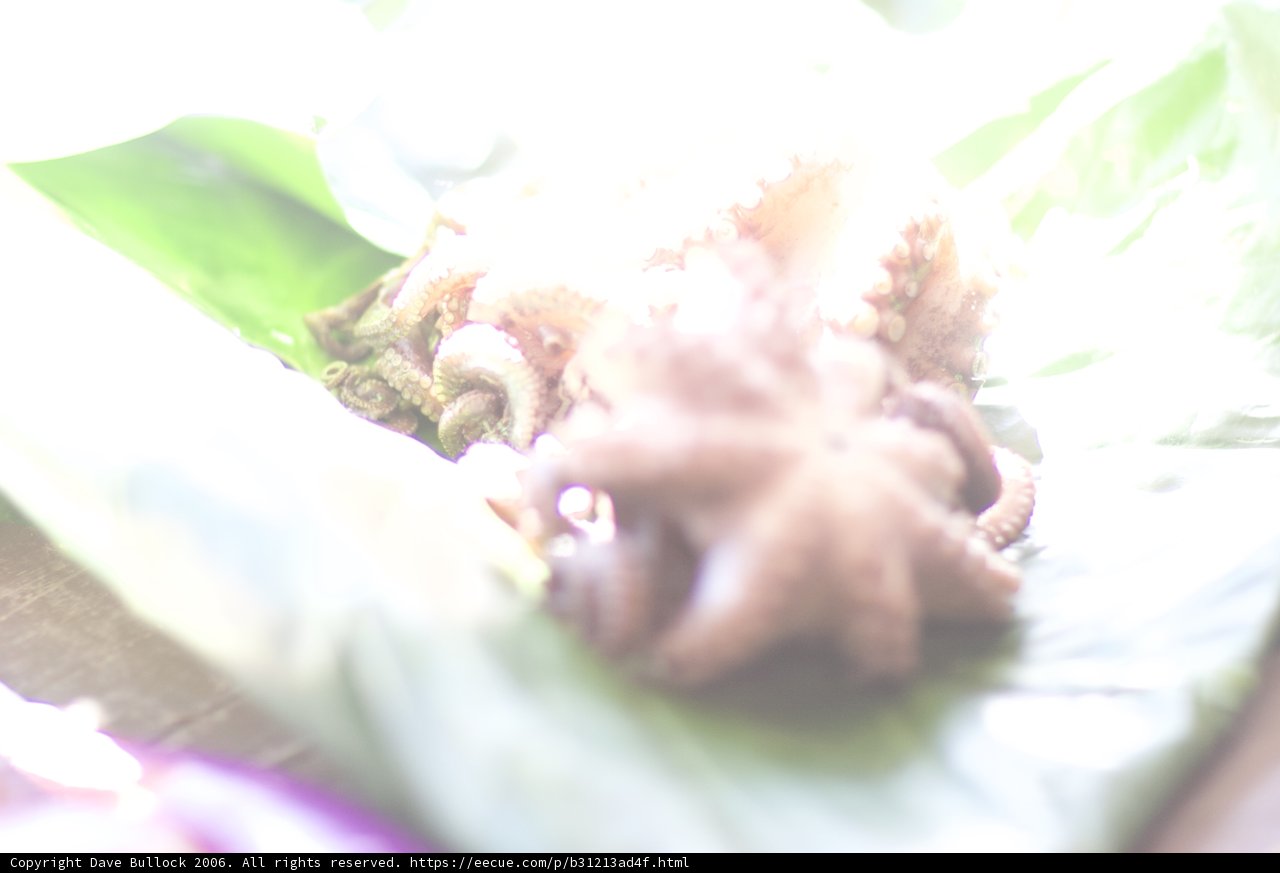 Mysterious Octopus on a Leaf