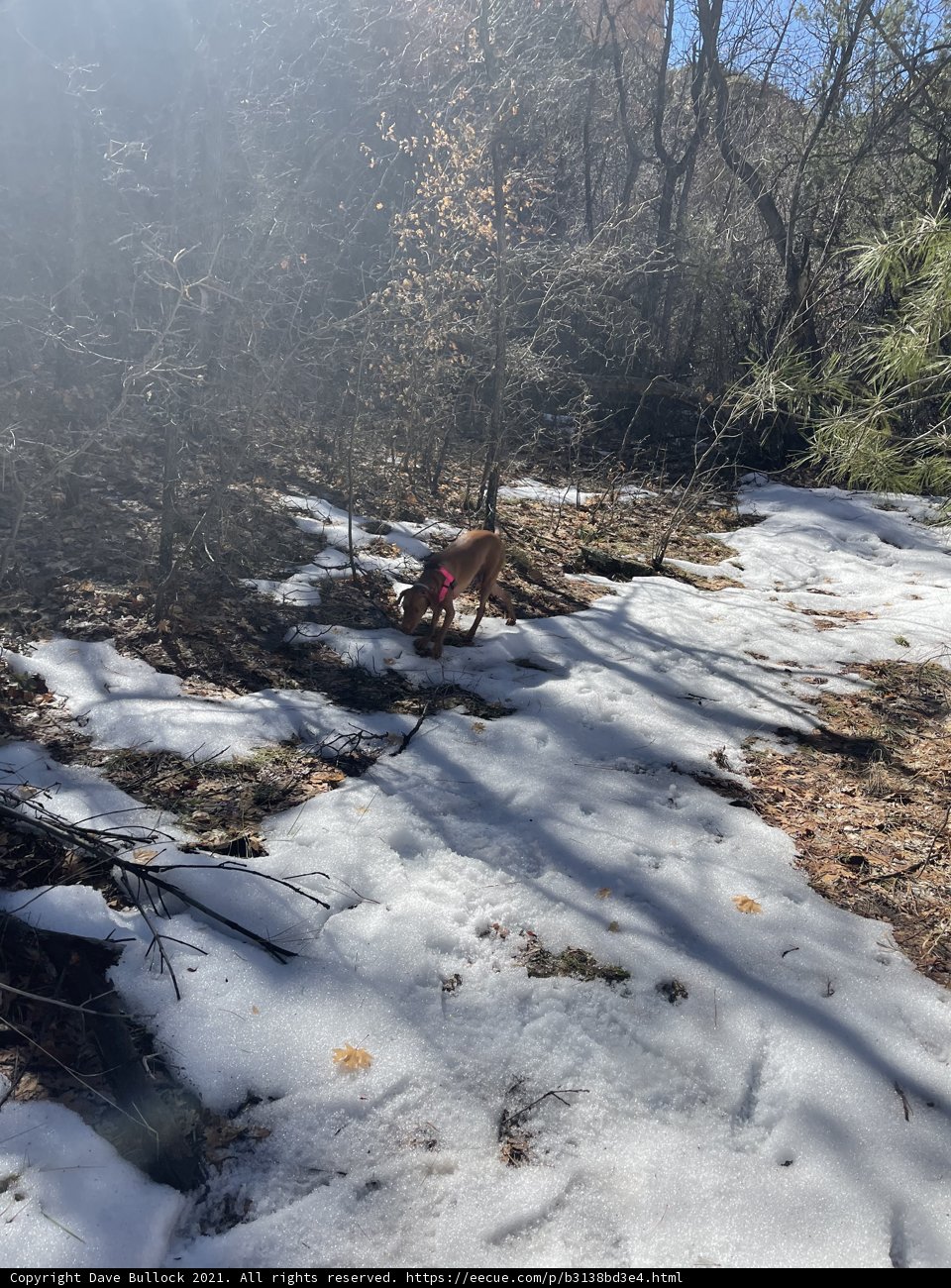 A Canine's Winter Walk in Coconino National Forest