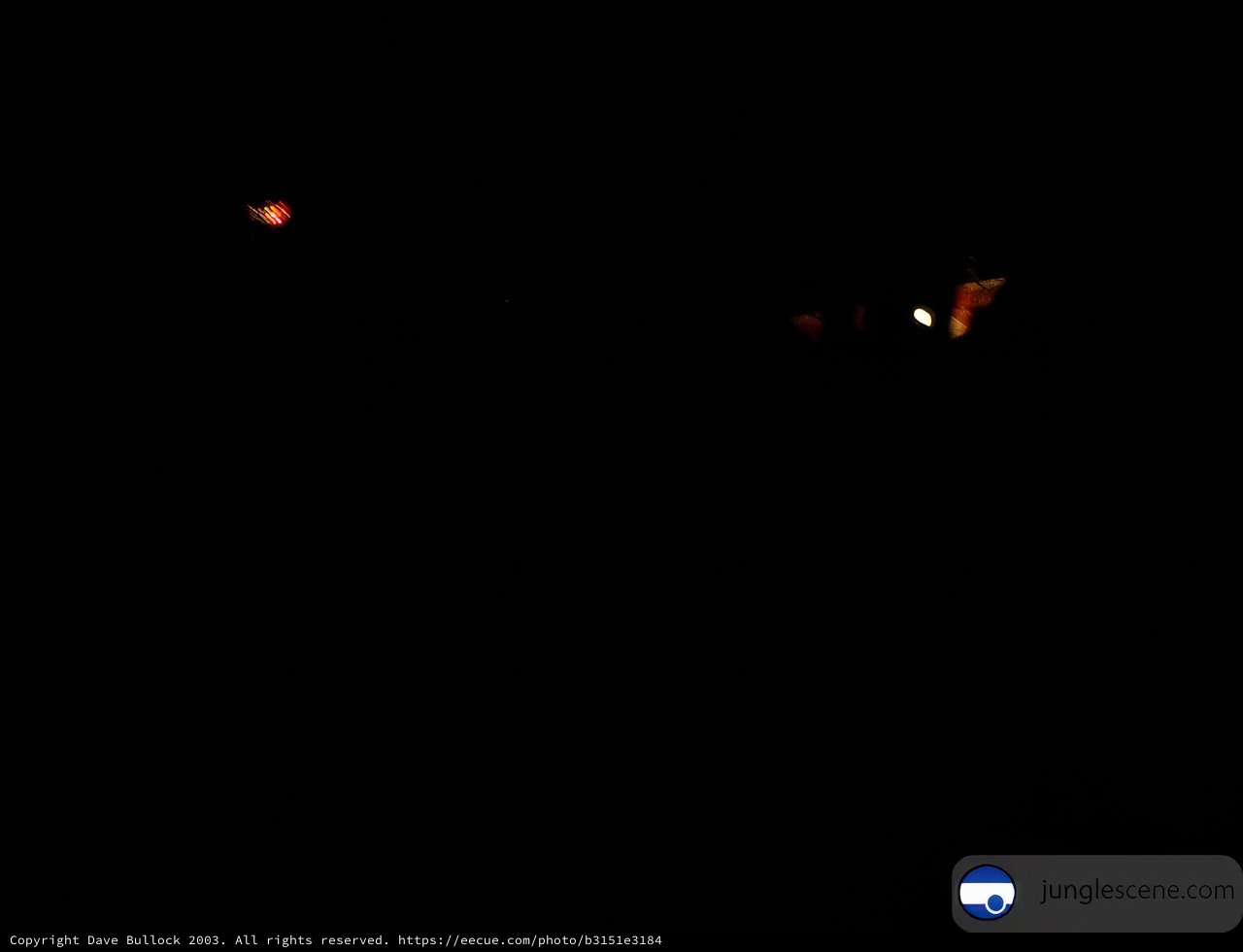 The Mystical Night
