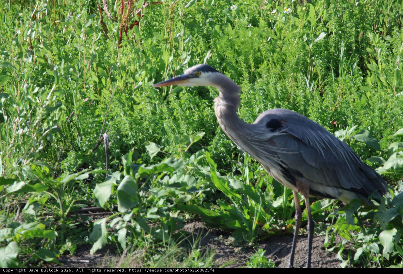 Great Blue Heron Hunting in Wetland Vegetation