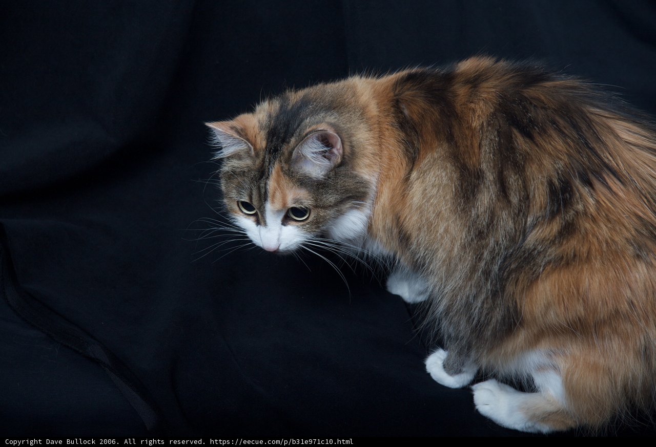 Calico Cat: A Standout Feline