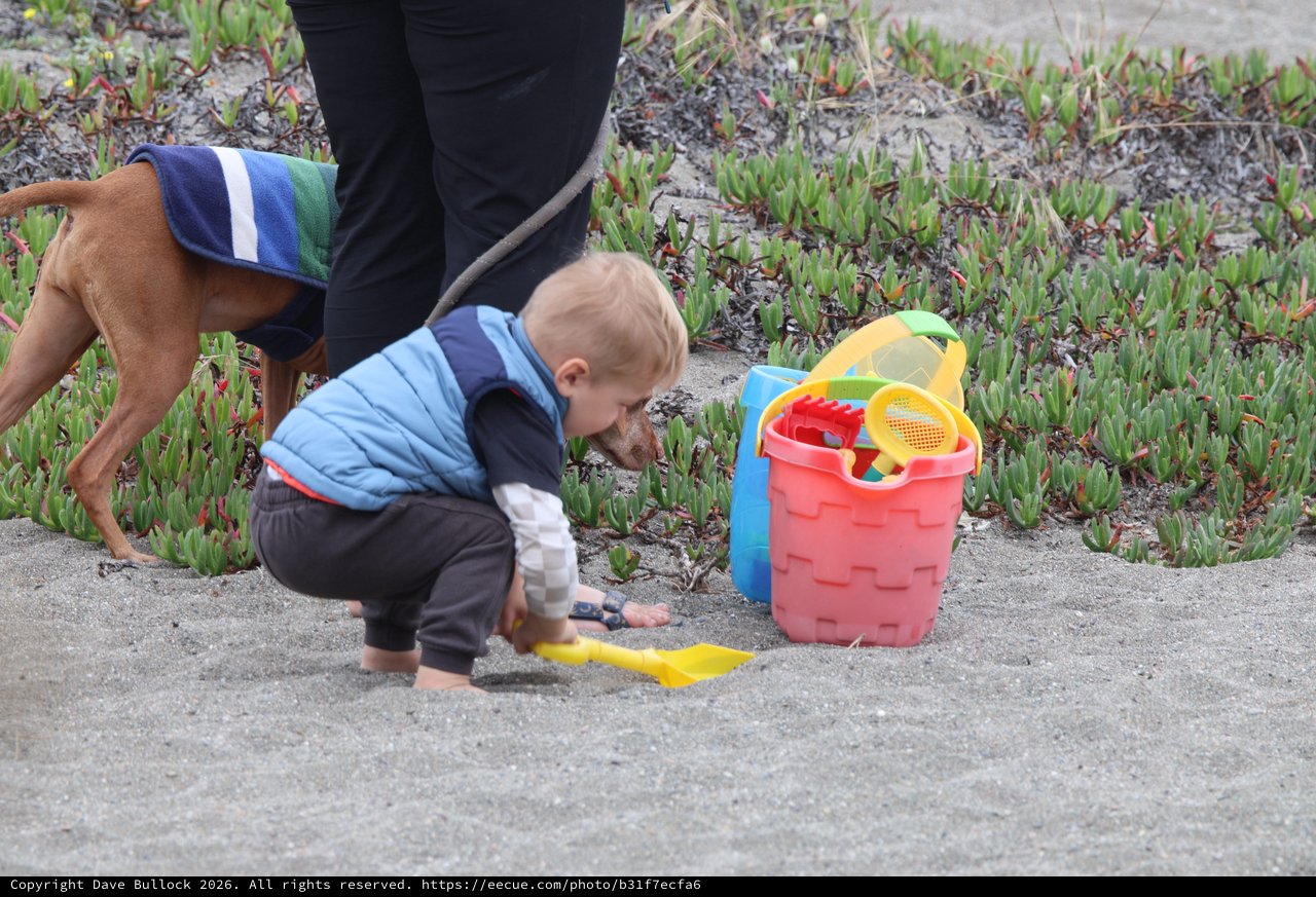 Toddler and Dog Share Curious Beach Moment