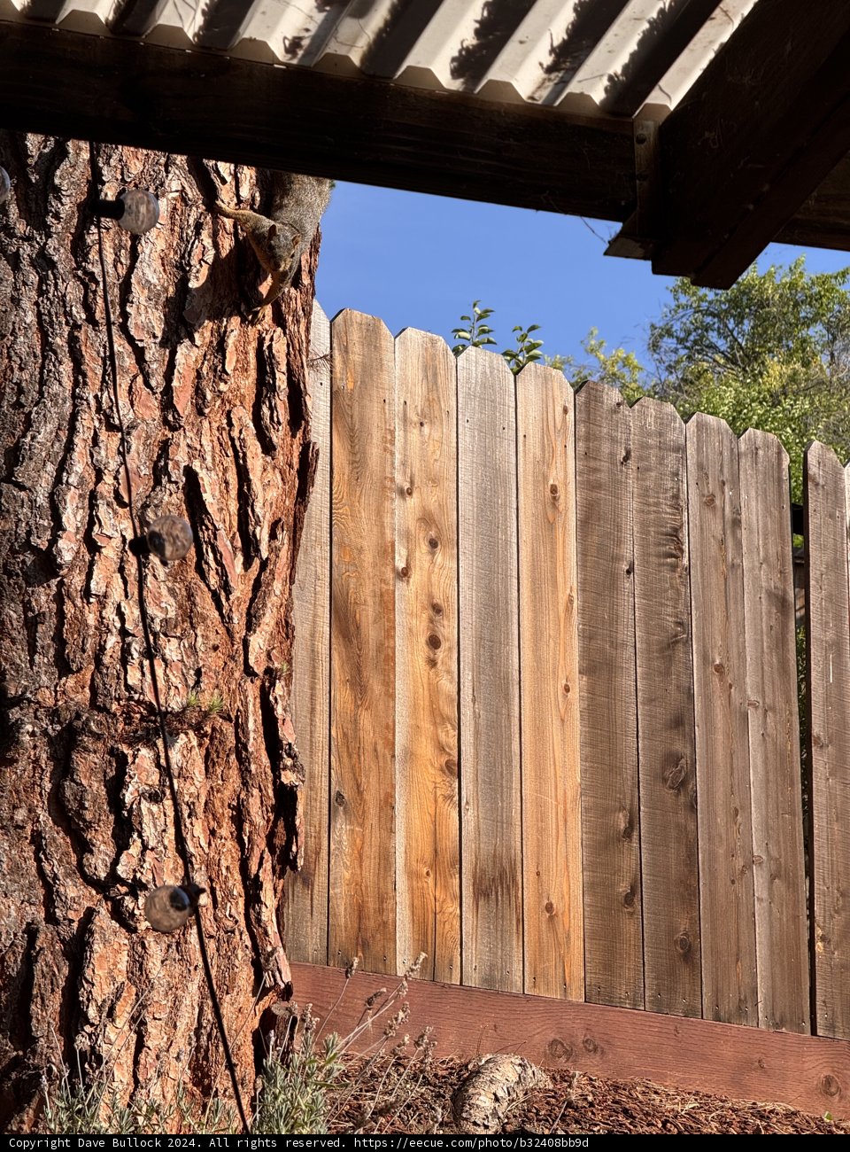 Morning in the Backyard