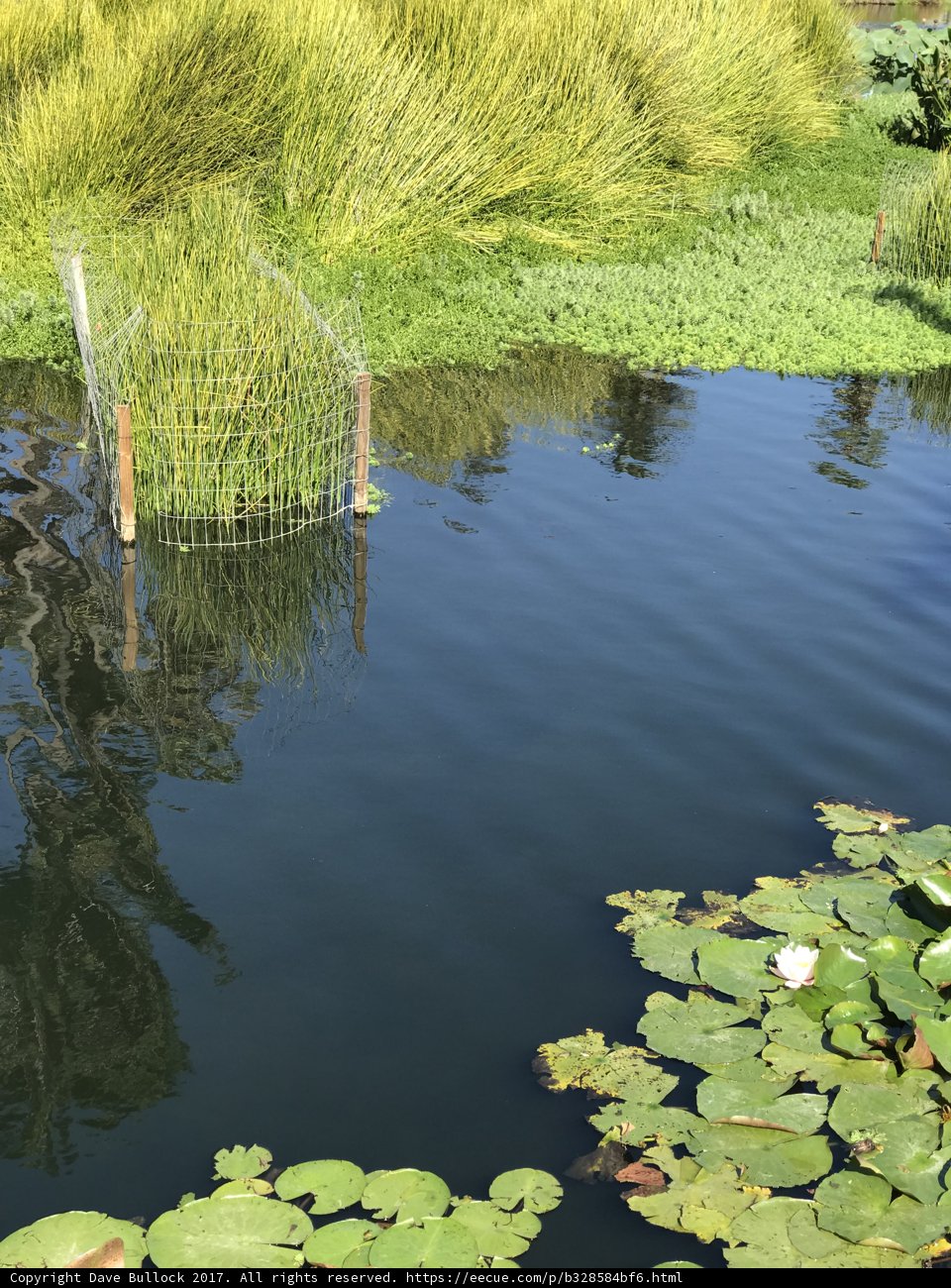 Serene Lily Pad Pond