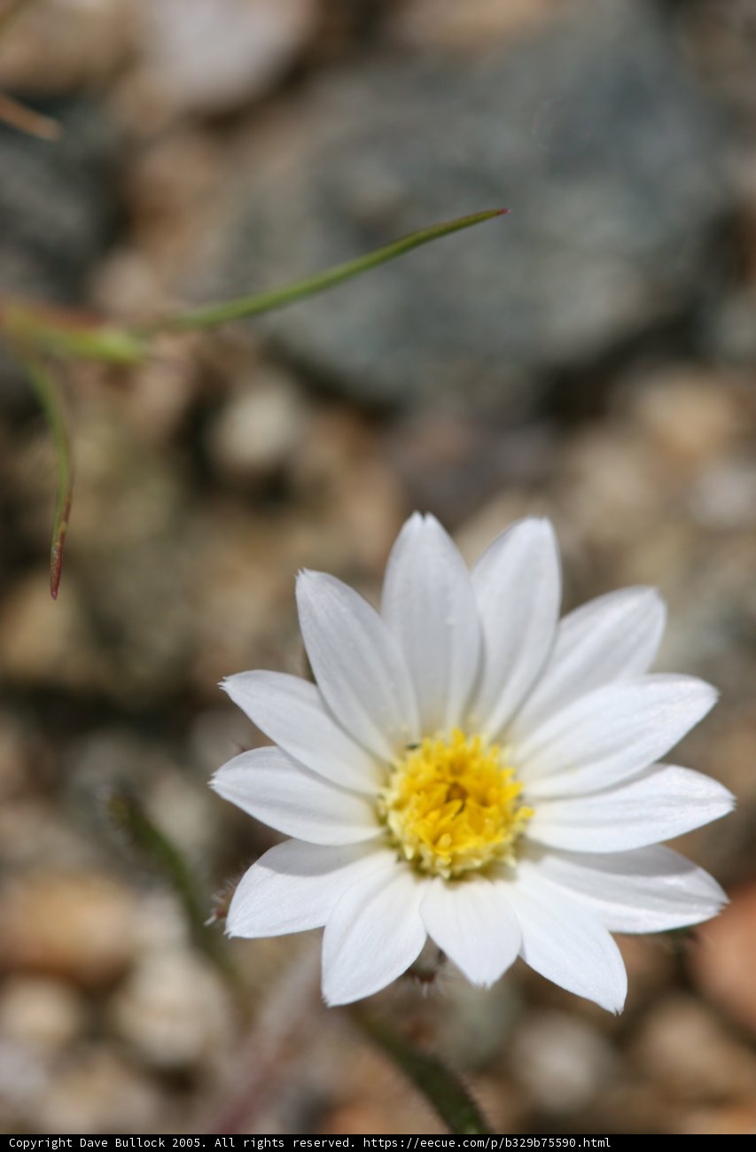 Delicate Daisy