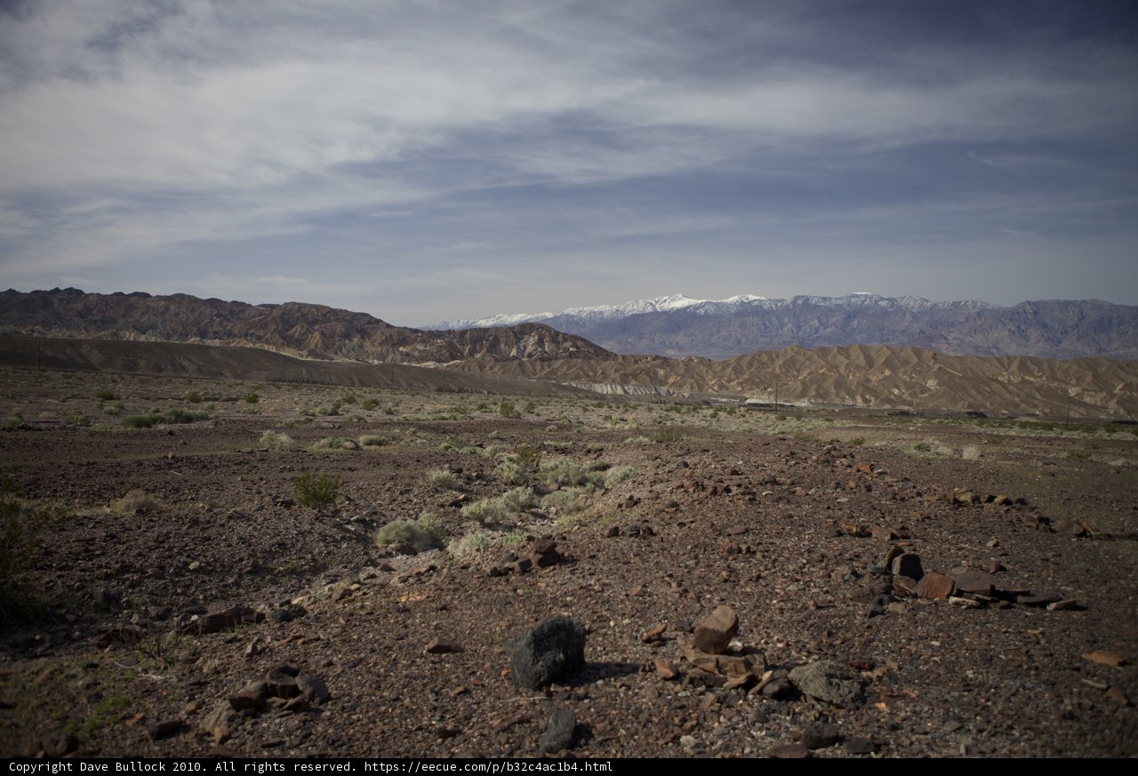 Lone Black Bear in the Desert