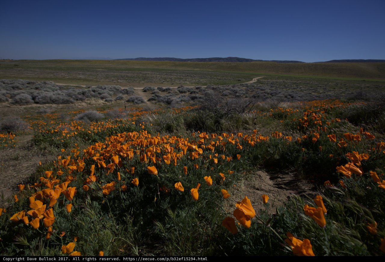 Desert Poppies with Blue Skies